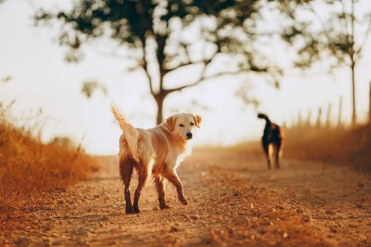 Trouver le chien qui vous convient : un guide complet pour correspondre à votre style de vie