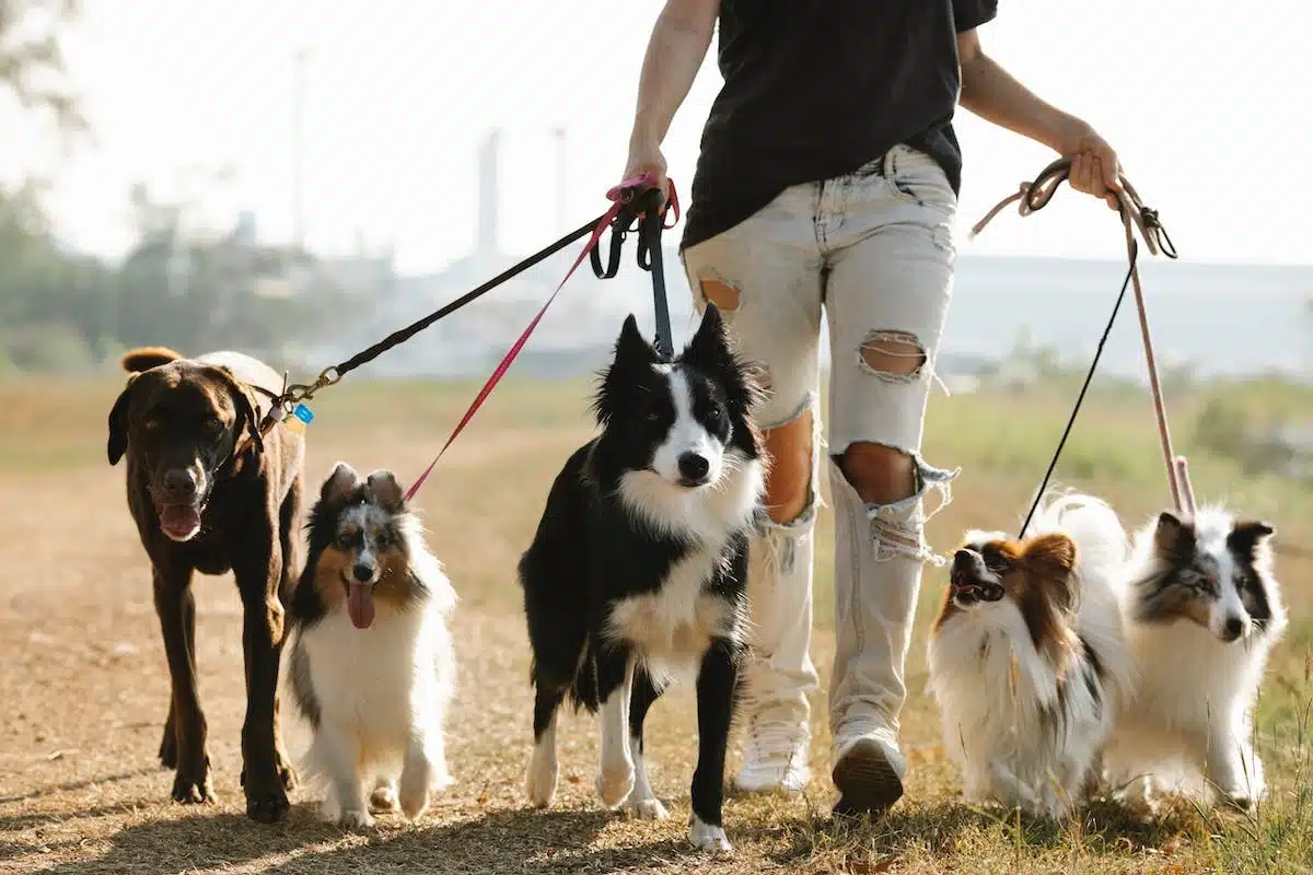 chien  lifestyle