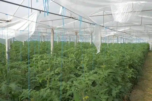 Les nouveautés passionnantes sur les animaux de ferme et l’agriculture durable
