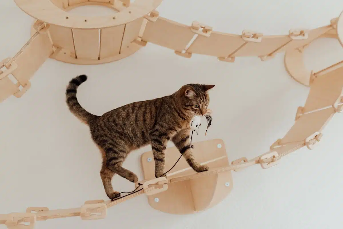 Jouets et jeux pour amuser et éveiller l’intelligence de votre chat