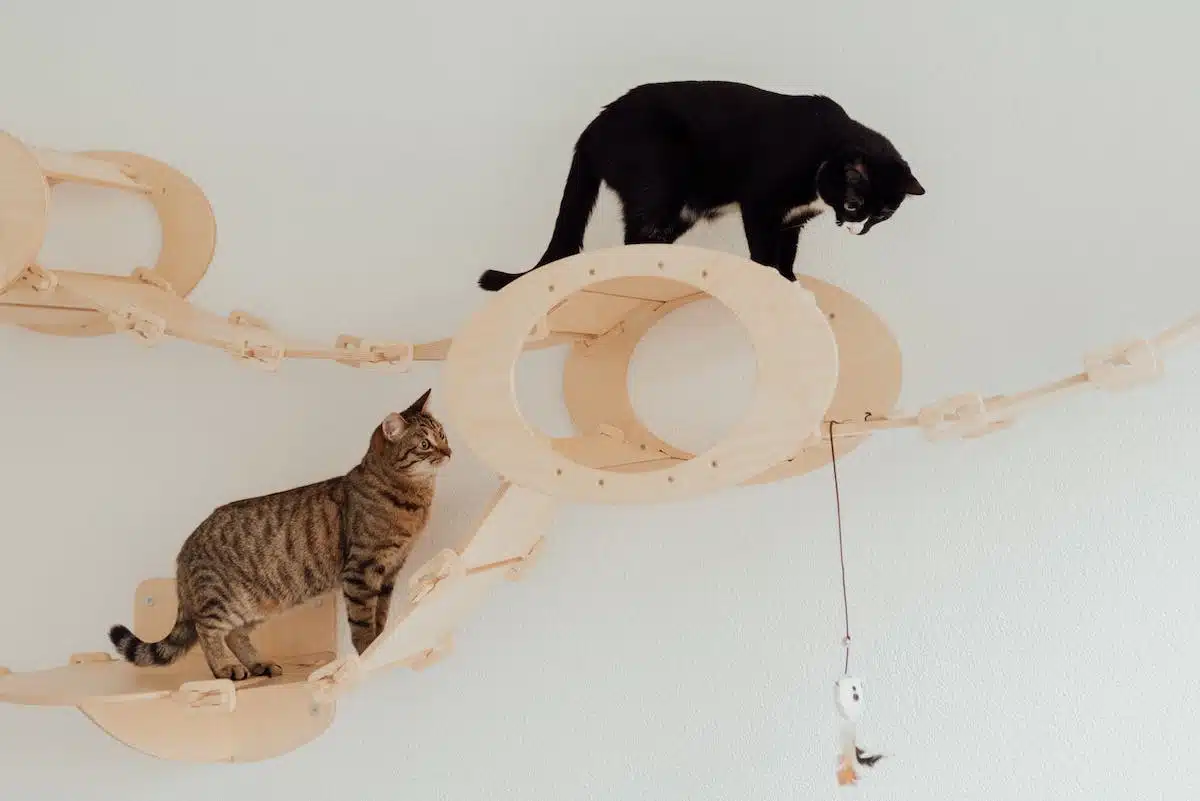 chat jouets