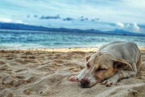 Les clés d’un voyage réussi avec votre chien : conseils et astuces à connaître
