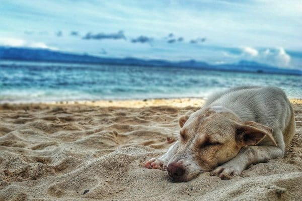 Les clés d’un voyage réussi avec votre chien : conseils et astuces à connaître