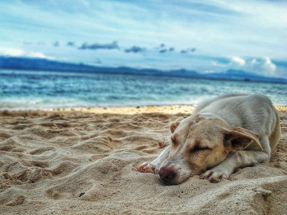 Les clés d’un voyage réussi avec votre chien : conseils et astuces à connaître