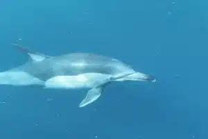 Découvrez les incontournables documentaires animaliers du moment