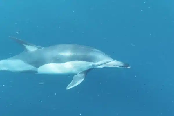 Découvrez les incontournables documentaires animaliers du moment