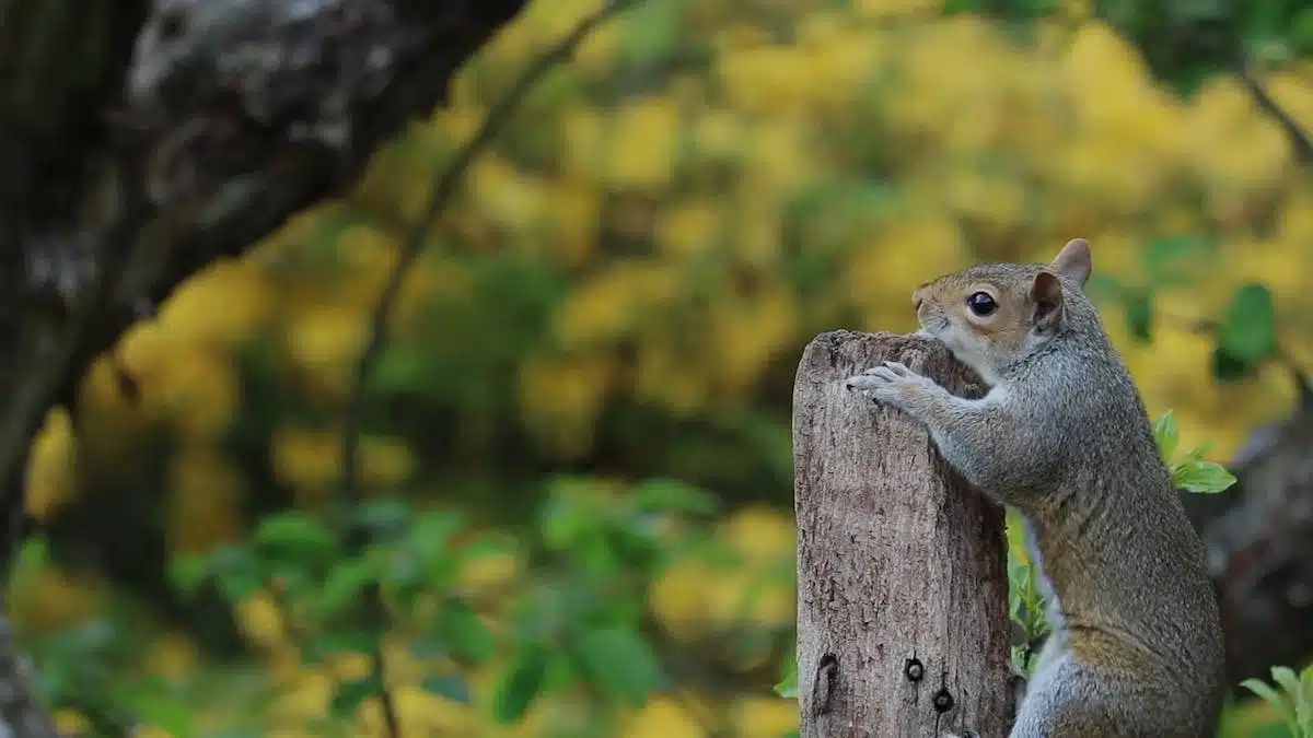 documentaire animalier