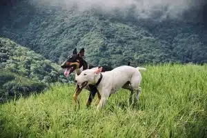 Conseils essentiels pour prendre soin de vos animaux de compagnie pendant l’été