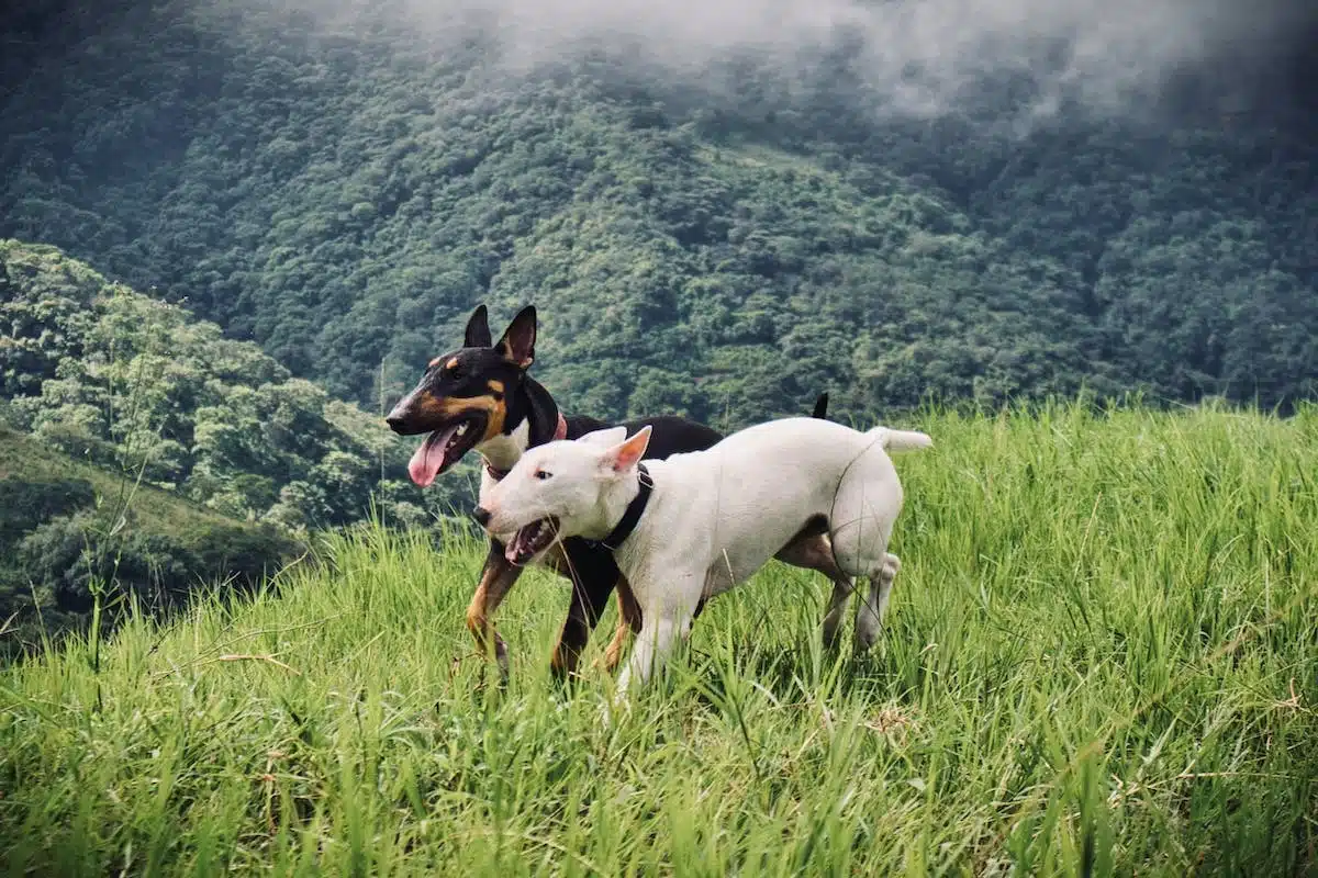 Conseils essentiels pour prendre soin de vos animaux de compagnie pendant l’été