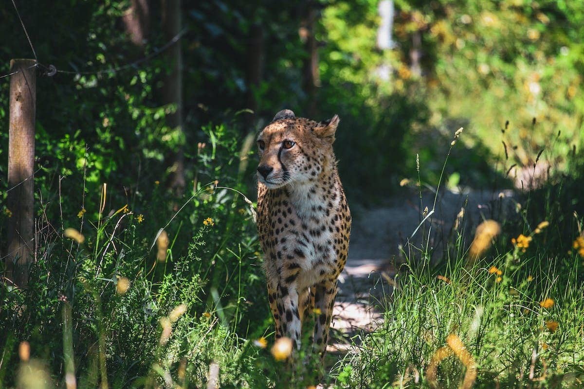 animaux  été