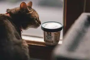Les clés pour sélectionner une nourriture adaptée à son chat