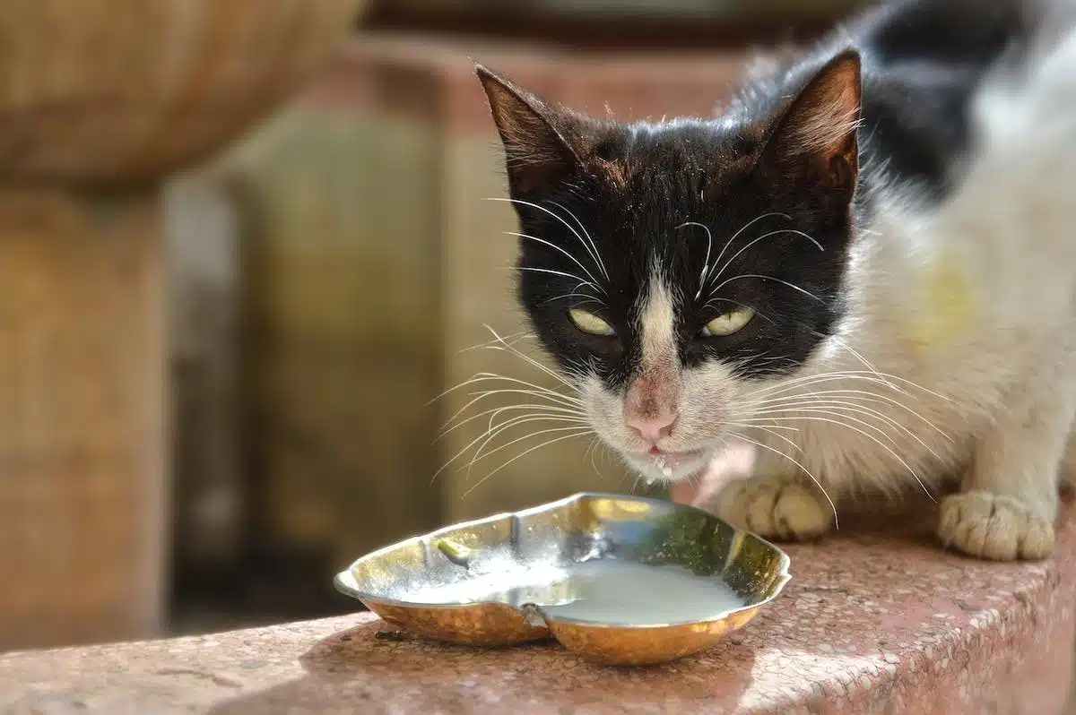 chat  nourriture