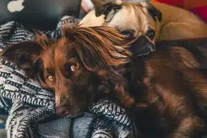 Alimentation équilibrée pour un chien en pleine forme : les clés du succès