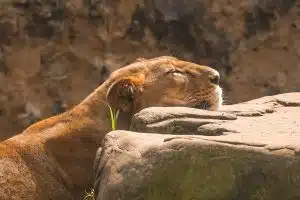 Découvrez les fascinants comportements surprenants des animaux