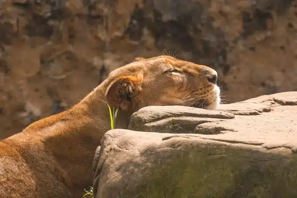 Découvrez les fascinants comportements surprenants des animaux