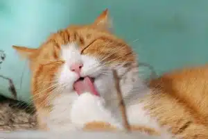 Choisir l’alimentation idéale pour son chat : conseils et astuces essentiels