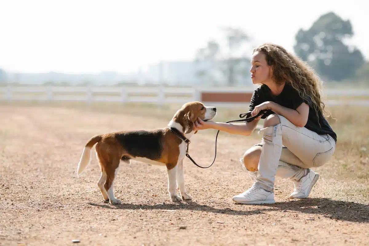 Comprendre les comportements canins : conseils pour éduquer son chien