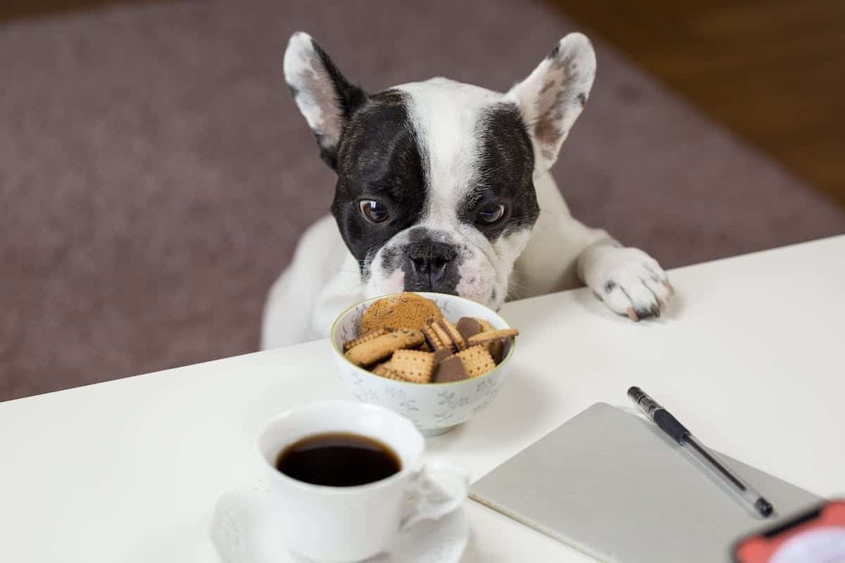 chien  alimentation