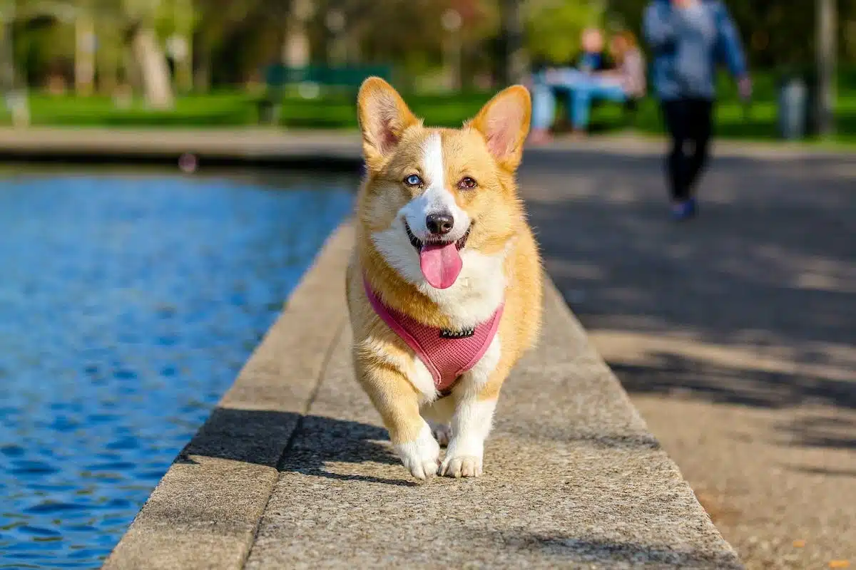 Les incroyables super-pouvoirs des animaux révélés : admirez leurs capacités extraordinaires !
