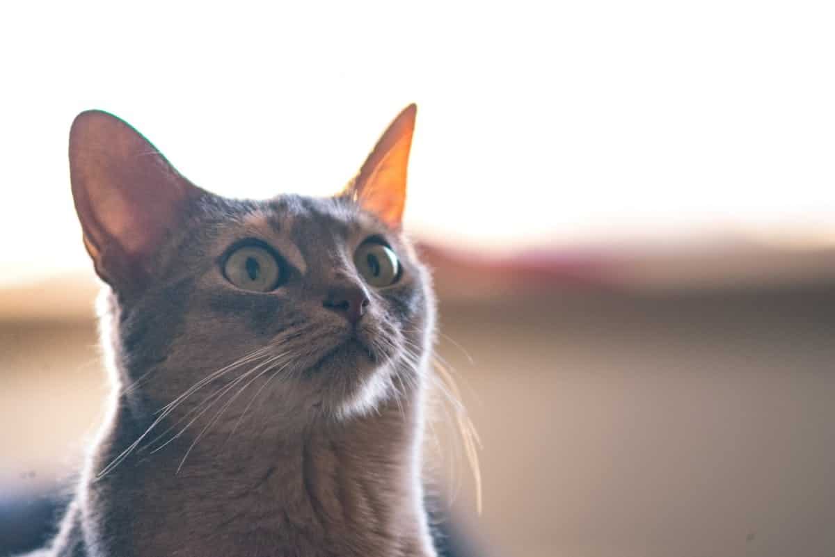 animaux  super-pouvoirs