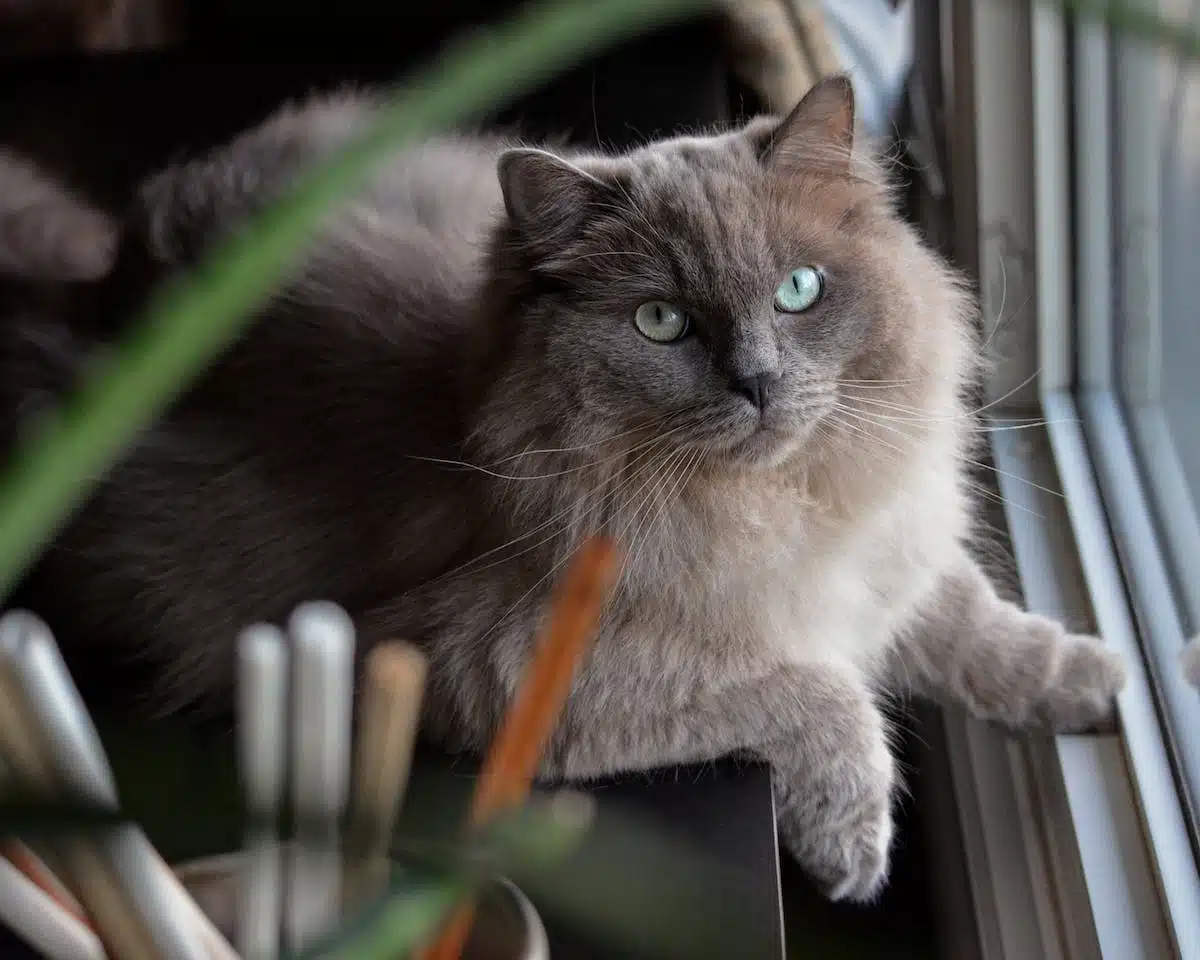 chat  stérilisation