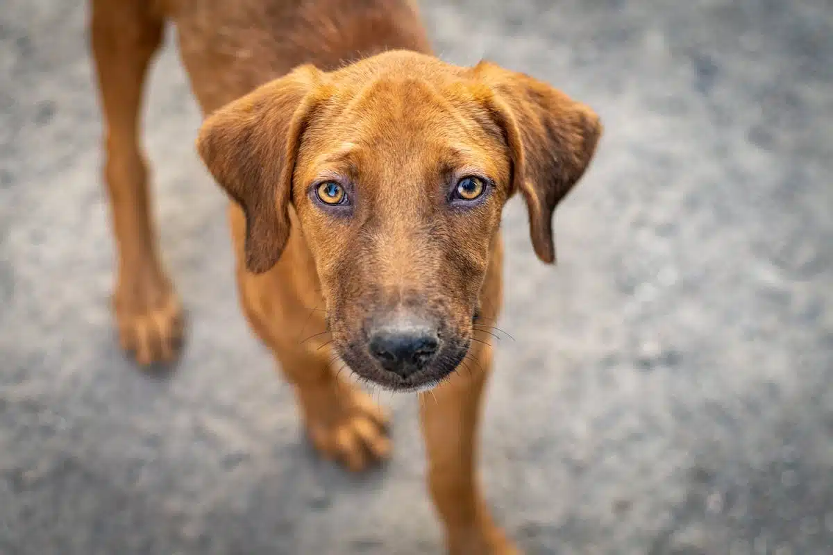 Les nombreux bénéfices de choisir un chien adulte plutôt qu’un chiot pour l’adoption