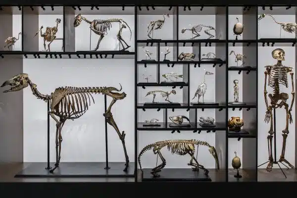 Découvrez le palmarès des animaux au sommet de l’évolution