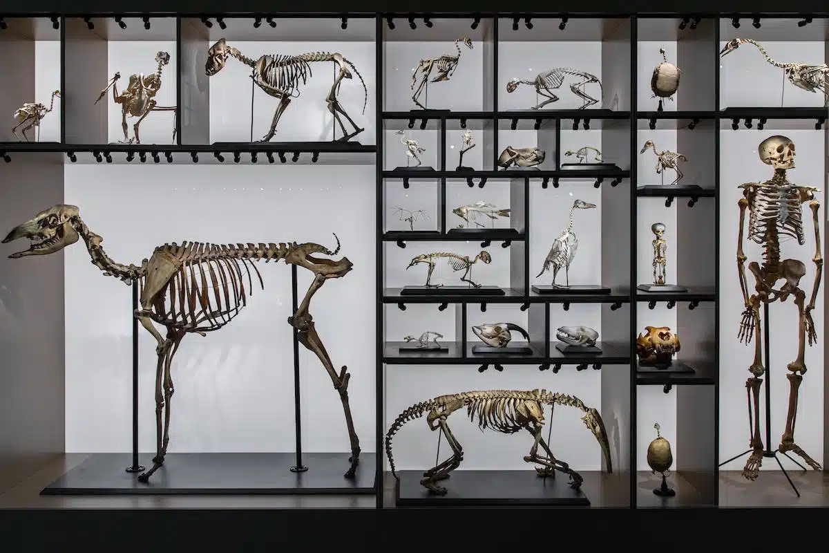Découvrez le palmarès des animaux au sommet de l’évolution