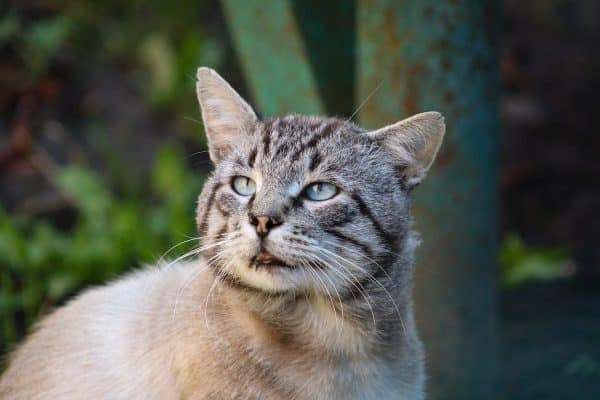 Les incroyables bienfaits de la compagnie féline à la maison