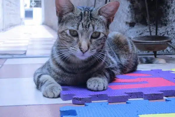 Les jeux d’intelligence pour chats : stimuler leur curiosité