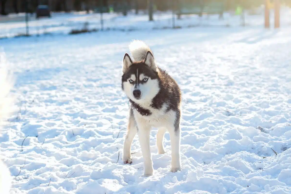 Les dangers de l’hiver pour votre animal : prévention et conseils