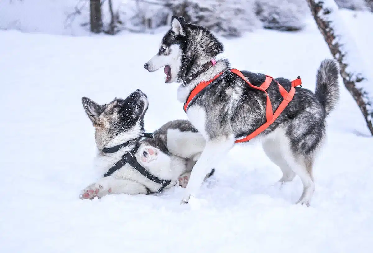 chien  neige