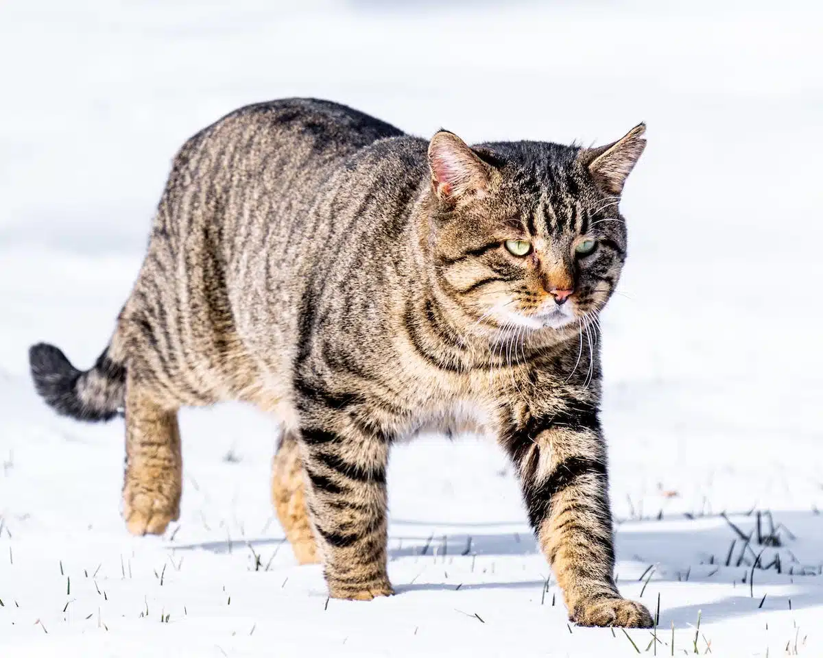 Les alternatives écologiques à la litière traditionnelle pour chats