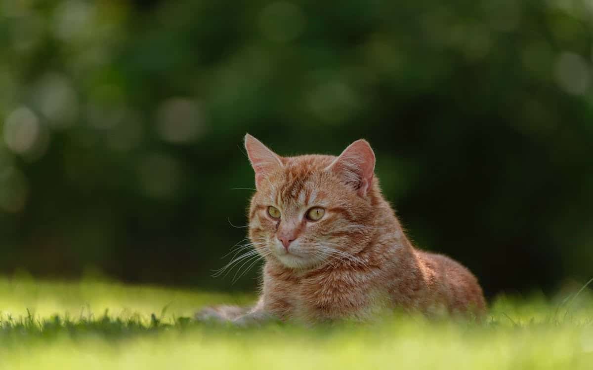 chat  écologie