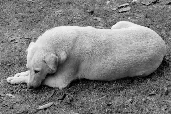 Les précautions à prendre pour votre animal pendant les canicules