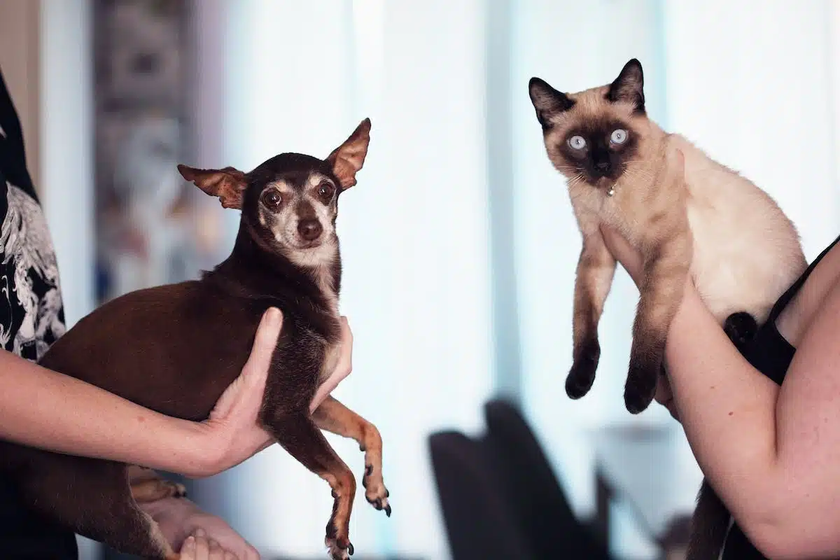 La cohabitation entre chiens et chats : mythes et réalités