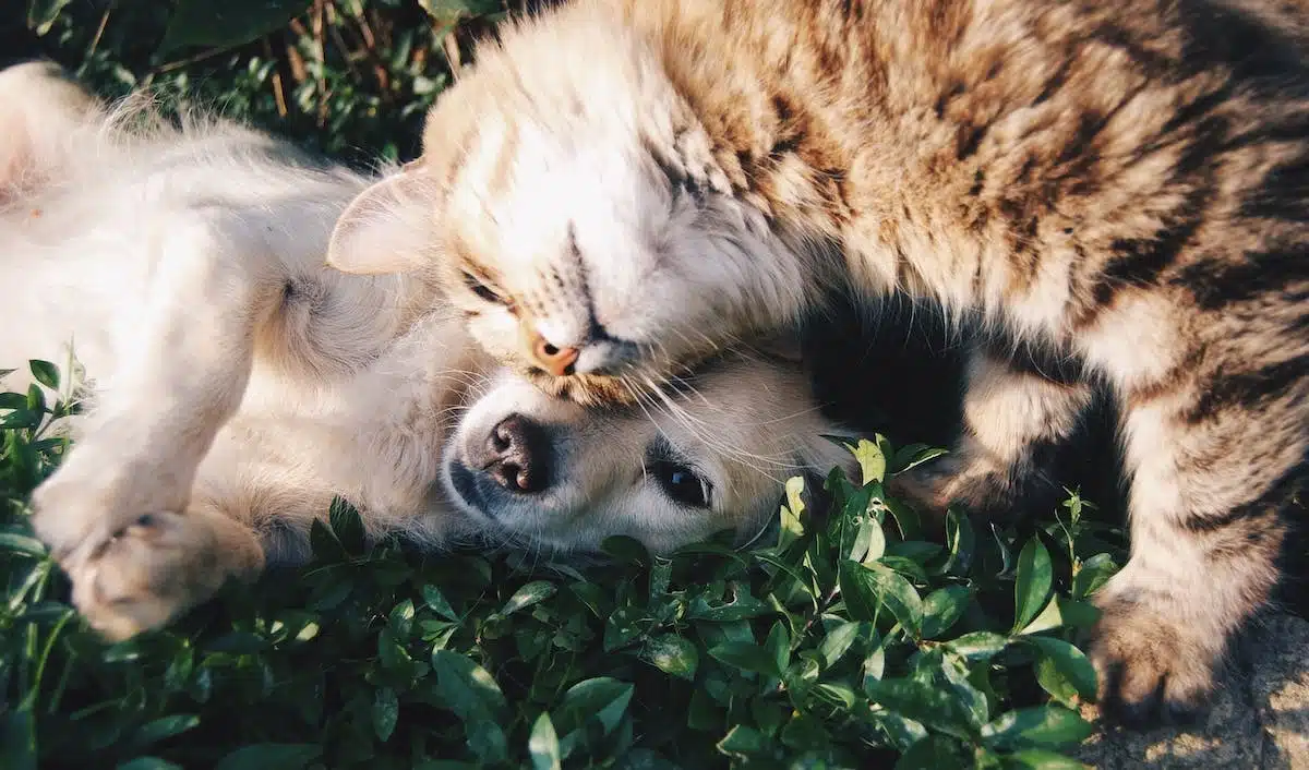 chien  chat