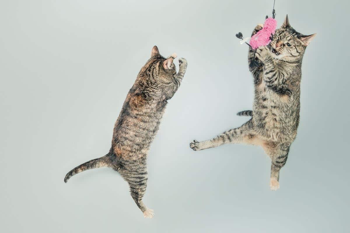 Les jeux à deux : comment favoriser la complicité entre vos animaux