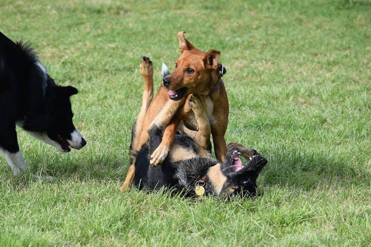 animaux jouant