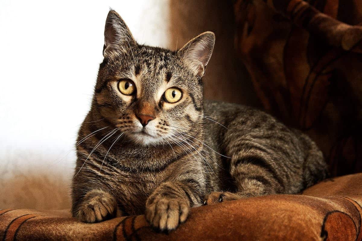 Introduire un chaton à un chat adulte : les étapes à suivre