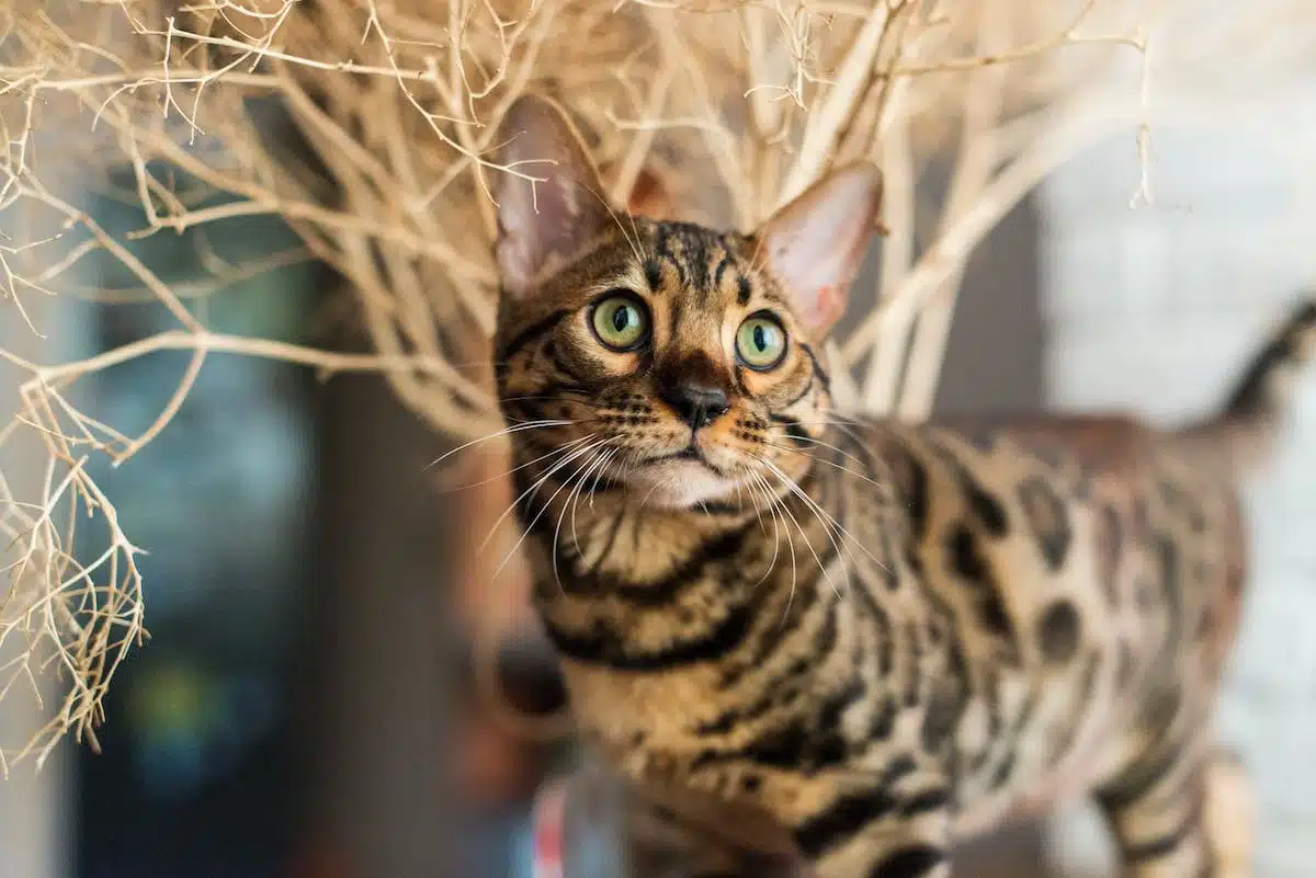 chaton  adulte