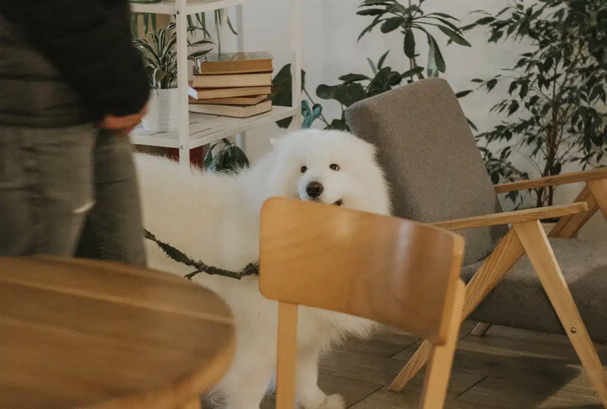 Les chiens idéaux pour la vie en appartement
