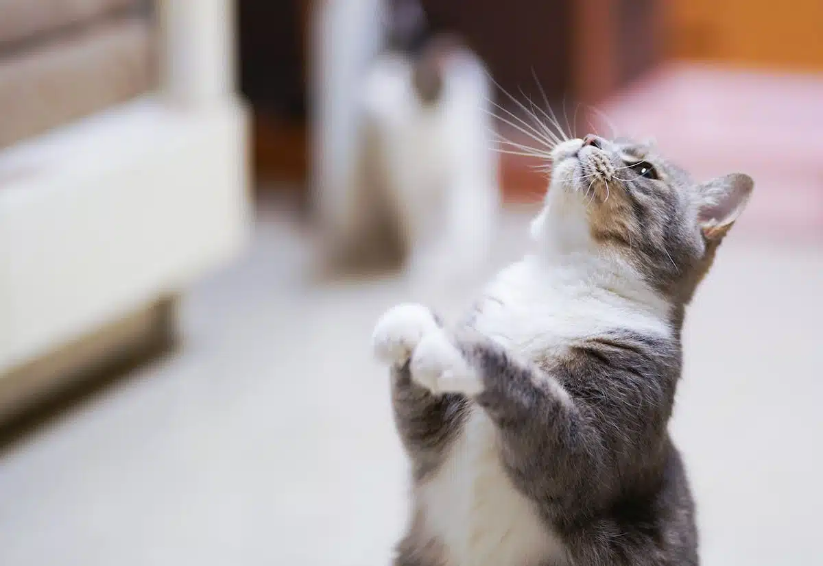 Prévenir les maladies courantes chez les chats : guide complet pour garder votre félin en bonne santé