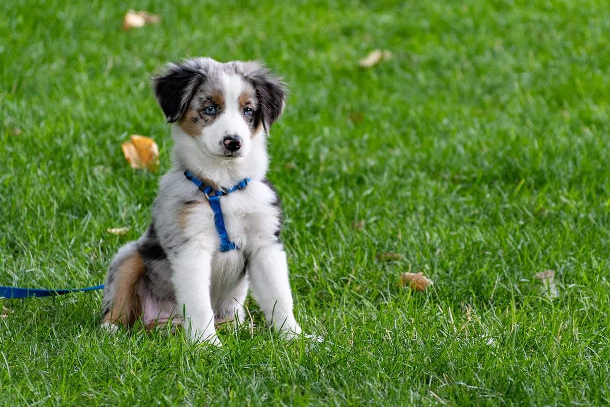 Les meilleures activités physiques à faire avec son chien pour rester en forme