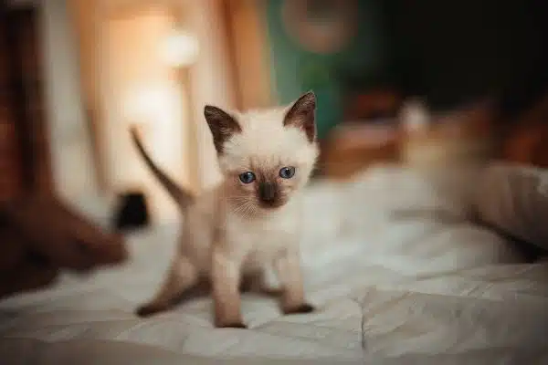 Découvrez les caractéristiques particulières des races de chats