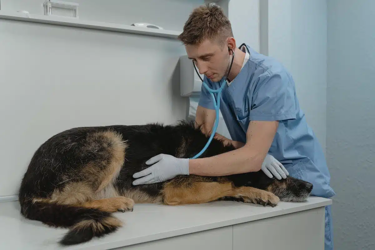 Les problèmes de santé fréquents chez nos fidèles compagnons canins