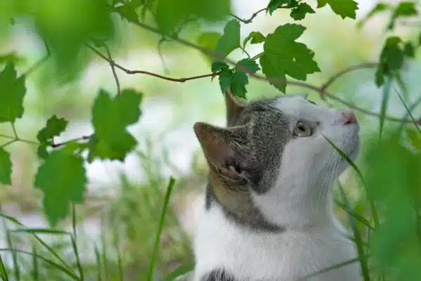 Décrypter le langage corporel des chats pour une meilleure compréhension
