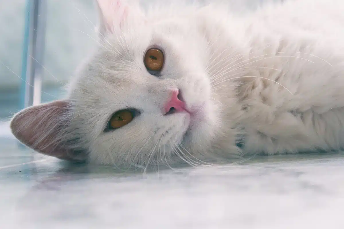 chats  stérilisation