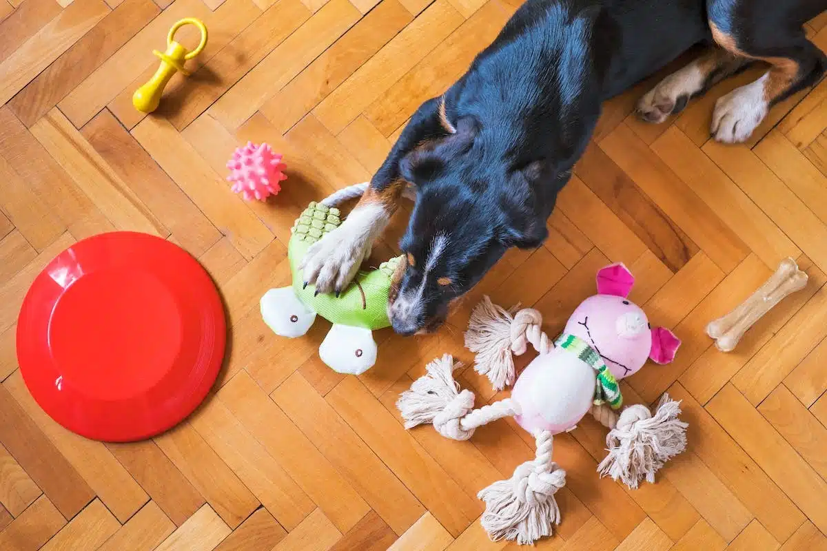 Des jeux et jouets incontournables pour stimuler votre chien
