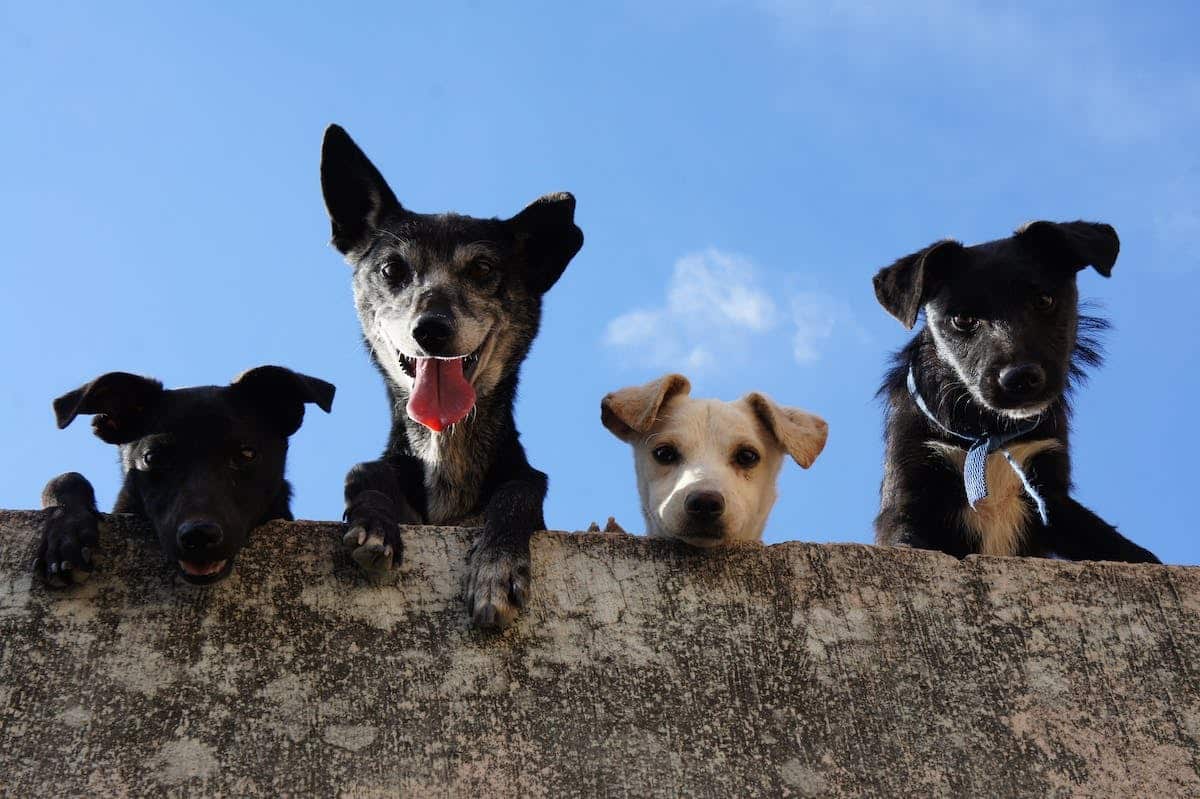 Comprendre les comportements canins et résoudre les problèmes de comportement